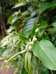 ylang ylang flowers with green leaves blur background