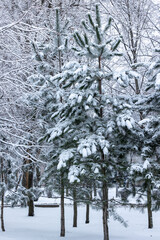 Fir trees in the snow in the park