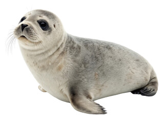 Fototapeta premium Cute Seal Relaxing on the Shore with Adorable Expression and Soft Fur Texture