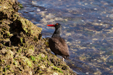 Blackish oystercatcher walking over cliff by the ocean