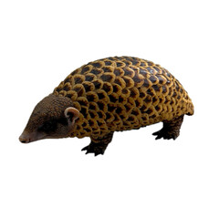 Fototapeta premium Unique Pangolin with Distinctive Scales and Features