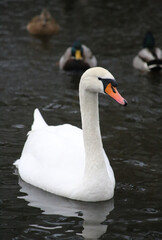 Obraz premium A white swan floating on the dark water.