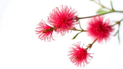 "Stunning Bottlebrush Flowers on a Pristine White Background"