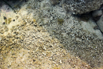 small brown algae Padina pavonica