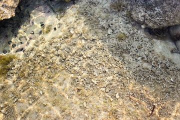 small brown algae Padina pavonica