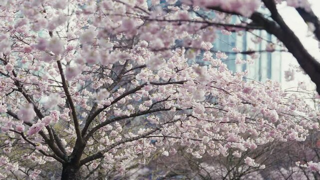  Blossoming Cherry Tree in a Springtime Urban Park