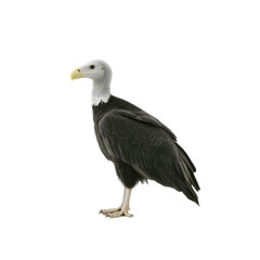 Fototapeta premium Majestic Bald Eagle in a Natural Pose