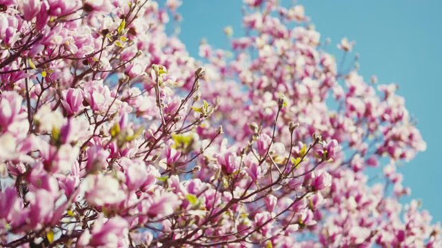 Magnolia Tree in Bloom Under a Clear Blue Sky