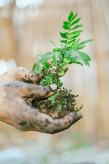 hands holding young plant with soil..