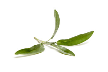 A single sage stem with three vibrant green leaves, showcasing soft textures and natural details, isolated on a white background