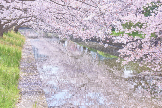 桜並木 Images – Browse 57,896 Stock Photos, Vectors, and Video