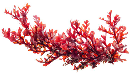 A close shot of red algae brunch over plain transparent backdrop or PNG for decorative product type poster or graphic use, Generative AI.