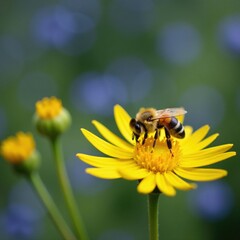 Tiny bee collecting nectar from bright yellow flowers, summer, flowers