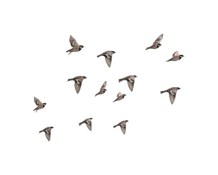 Group of birds flying in formation against a PNG transparent background, capturing a dynamic and natural flight movement.


