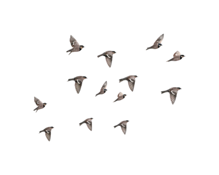 Group of birds flying in formation against a PNG transparent background, capturing a dynamic and natural flight movement.


