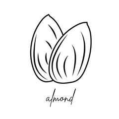 almond linear icon