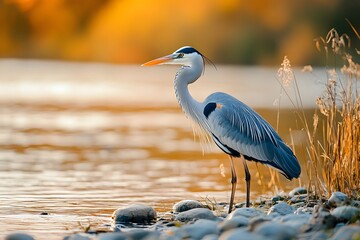 Naklejka premium Beautiful gray heron in the golden hour, standing on the shore of an autumn lake with reeds and rocks, Generative AI