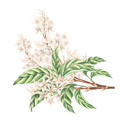 White flowers with leaves on tree branch. Spring blooming plant. Composition of watercolor hand drawn illustration isolated. Floral element of tropics. Botanical clipart for card, wedding, packaging.