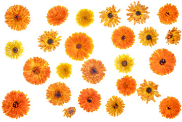 Orange calendula (pot Marigold) flower heads, photographed from the top down. Isolated, PNG file. Second image in series.
