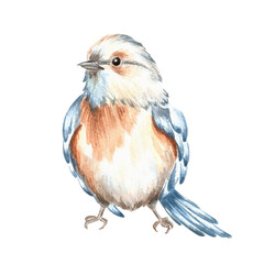 Eastern bluebird. Small songbird with blue orange plumage.Hand drawn watercolor illustration isolated. American migratory birch thrush. Spring clipart for garden and forest templates, greeting card.