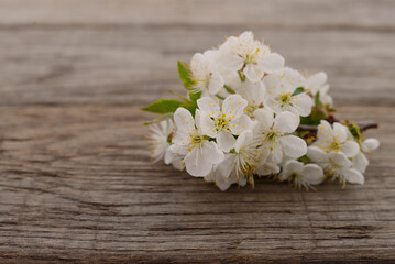Fototapeta premium Cherry blossoms on a wood.