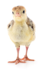 Chicken turkey isolated.