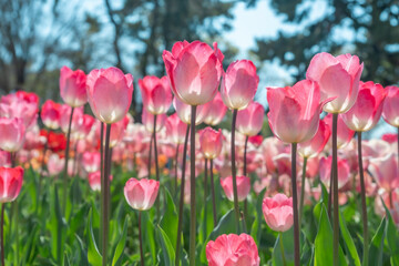 日本の大阪にある万博記念公園のチューリップ