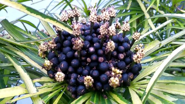 Osmoxylon lineare is a type of flowering plant from the Araliaceae family which is also known as Green Aralia or Miagos Bush. Its flowers are yellow and black.