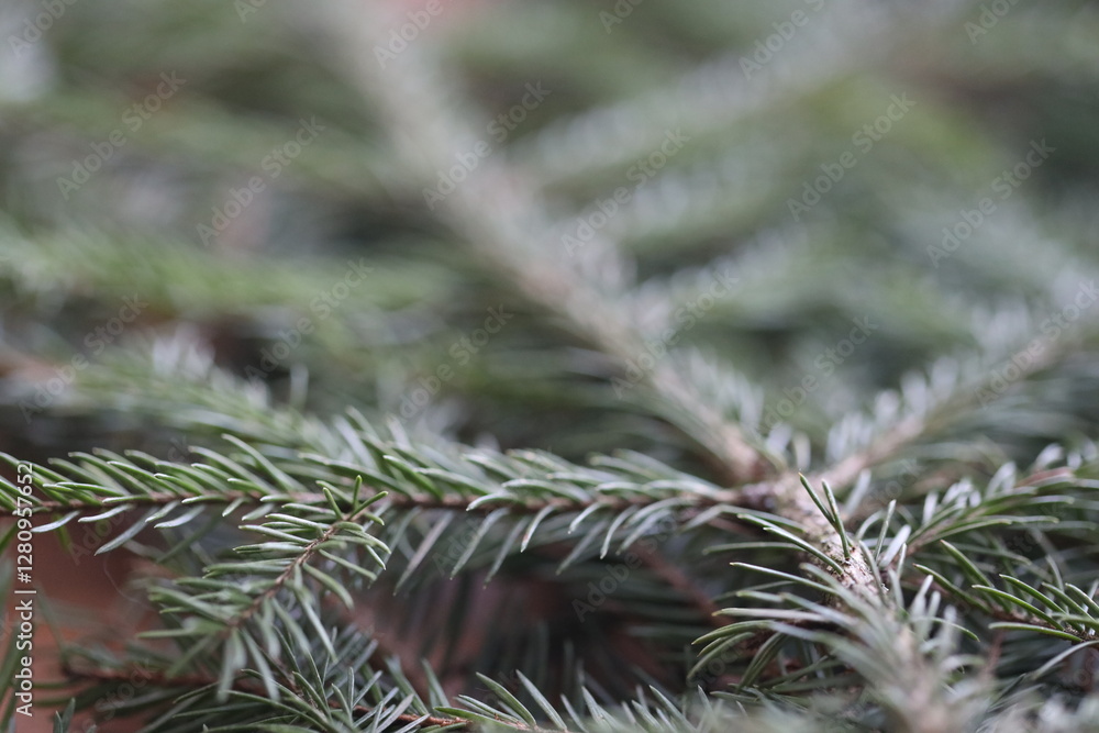 Poster A detailed view of a pine tree branch with needles and cones, suitable for nature or botanical use.