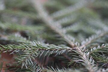 A detailed view of a pine tree branch with needles and cones, suitable for nature or botanical use.