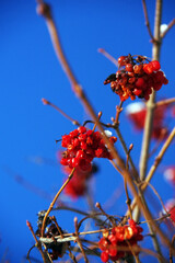 Guelder rose berries close up. Winter season nature