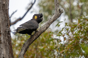 Yellow-tailed Black-Cockatoo
