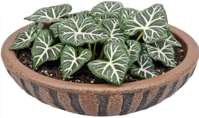 Lush green potted plant with heart-shaped leaves in a textured brown ceramic pot, indoors