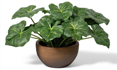 Lush indoor plant with large green leaves in a simple brown pot, enhancing home decor ambiance