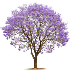 lilac tree isolated on white. High quality backgroundless cutout of a Jacaranda tree