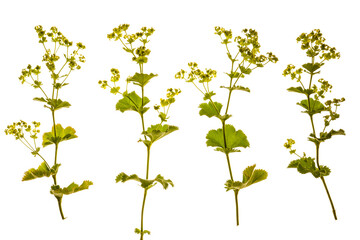 Alchemilla mollis  (a) - .common name Lady's Mantle.  photographed from the side on, with stems and leaves. Isolated, PNG file.