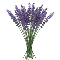 Fototapeta premium lavender flowers isolated on white