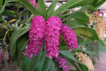Beautiful fresh pink orchids flower (Rhynchostylis gigantea) 