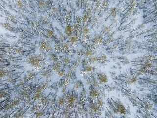 Aerial view of snow-covered coniferous trees: a winter pattern created by nature, abstract background, perfect for Christmas cards or projects.