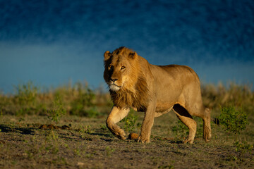 Male lion walks down riverbank lifting paw