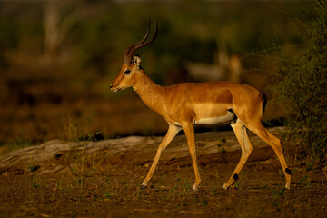 Male impala walks past bush and log