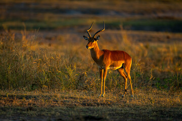 Male impala with catchlight stands watching camera