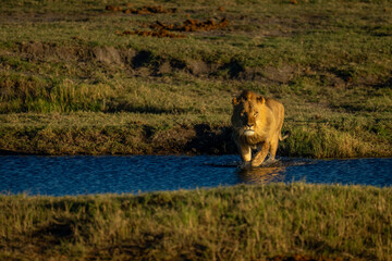 Male lion crosses shallow stream watching camera