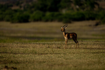 Male impala stands on floodplain near trees