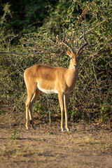 Male impala stands watching camera near bushes