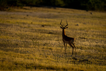 Male impala stands on plain facing away