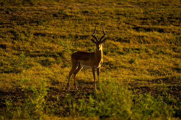 Male impala stands watching camera on floodplain
