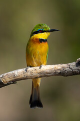 Fototapeta premium Little bee-eater with catchlight on dried-up branch