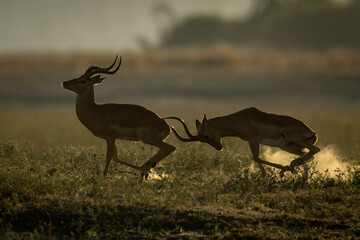 Naklejka premium Male impala gallops butting another with horns