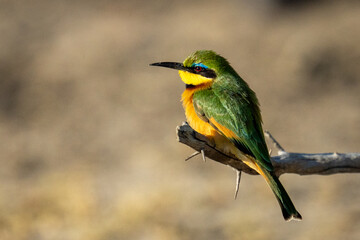 Little bee-eater with catchlight on thorny branch